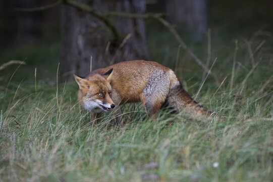 Red fox (Vulpes vulpes) on the stalk, North Holland, Netherlands