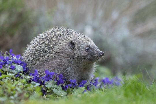 European hedgehog (Erinaceus europaeus) adult animal on flowering garden violet plants in the spring, England, United Kingdom