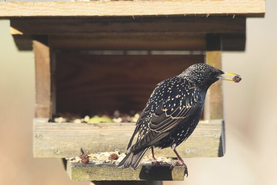 Starling (Sturnus vulgaris) at the feeding place, with a sultana in its beak, Allg&auml;u, Bavaria, Germany