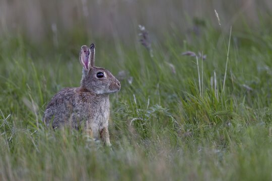 The spoons of older wild rabbits (Oryctolagus cuniculus) in particular often show their age, Germany
