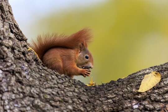 Squirrel sitting on rough bark and nibbling on a nut surrounded by autumnal bokeh, squirrel (Sciurus vulgaris), wildlife, Germany