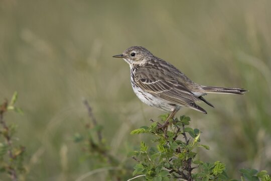 Meadow pipit (Anthus pratensis), Texel, Netherlands
