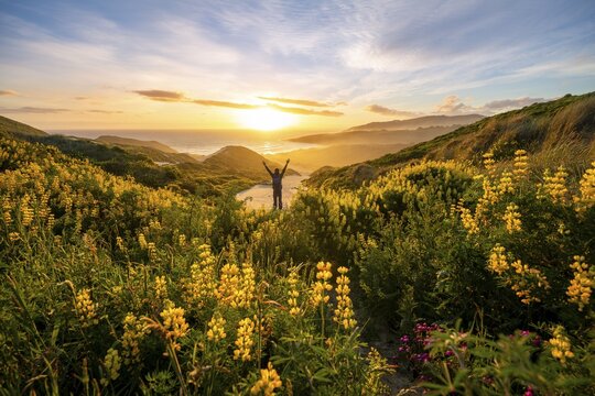 Young man stretching arms in the air, sunset, yellow lupins (Lupinus luteus) on sand dunes, view of coast, Sandfly Bay, Dunedin, Otago, Otago Peninsula, South Island, New Zealand
