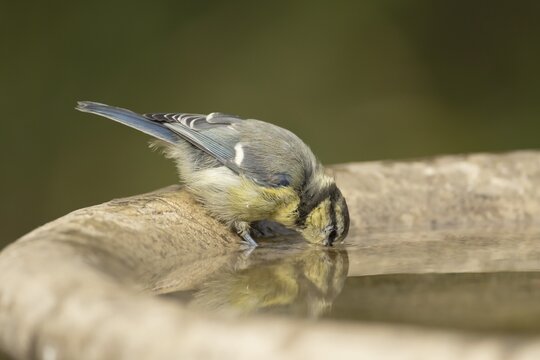 Blue tit (Cyanistes Caeruleus) juvenile baby bird drinking from a garden bird water bath, England, United Kingdom