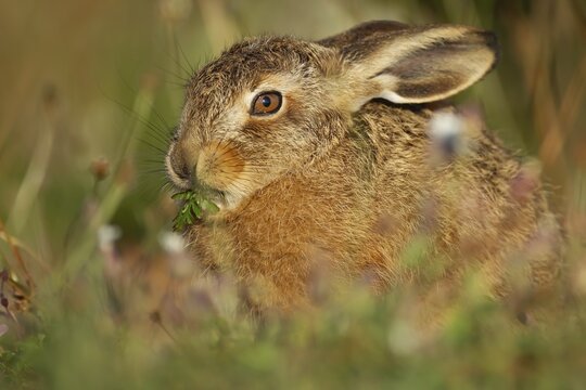 European brown hare (Lepus europaeus) juvenile baby leveret animal feeding in grassland in summer, England, United Kingdom