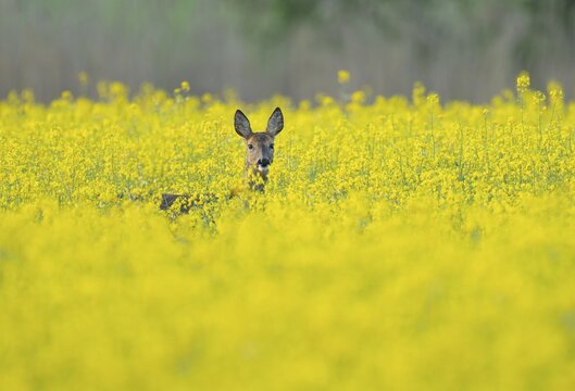 Roe deer (Capreolus capreolus), doe standing in a yellow rapeseed field, rapeseed (Brassica napus), wildlife, Thuringia, Germany