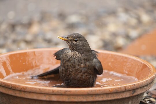 Eurasian blackbird (Turdus merula) adult female garden bird washing in a plant pot saucer in spring, England, United Kingdom
