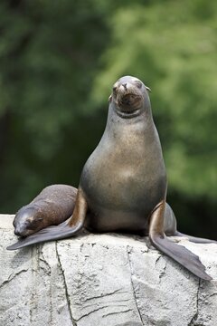 California sea lion (Zalophus californianus), An adult sea lion and a juvenile relaxing together on a rock