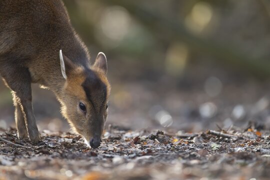 Muntjac deer (Muntiacus reevesi) adult animal feeding in a woodland, Suffolk, England, United Kingdom