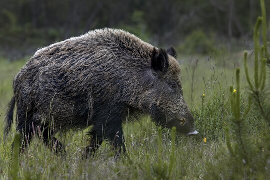 The arms of the wild boar (Sus scrofa) are clearly recognisable, as the long canine teeth of the males are called, late spring, early summer, defensive, June, Denmark