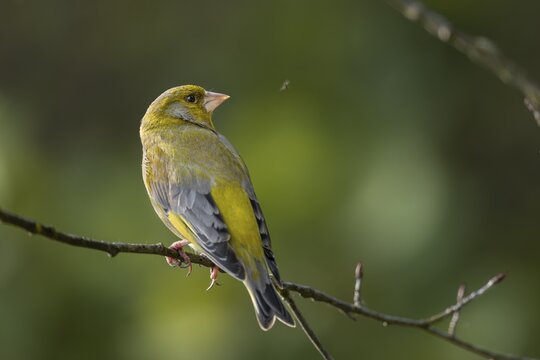 A male European greenfinch (Chloris chloris) watches a mosquito fly by / A male European greenfinch watches a mosquito fly by / Chloris chloris