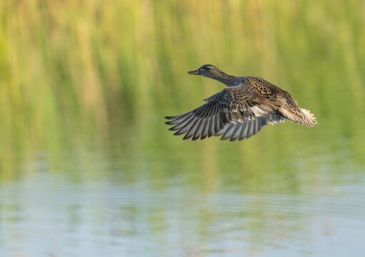 Gadwall (Mareca strepera), female in flight, Lower Saxony, Germany