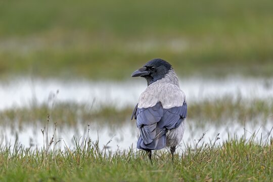 Hooded crows (Corvus cornix) are very shy and difficult to photograph, in areas heavily frequented by tourists they often lose their fear of humans, Denmark