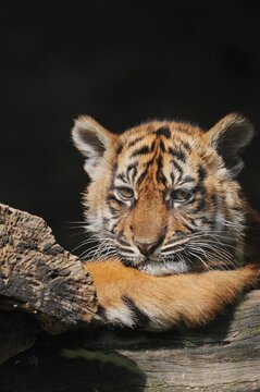 Sumatran tiger (Panthera tigris sumatrae), young, captive, native to Sumatra, Indonesia