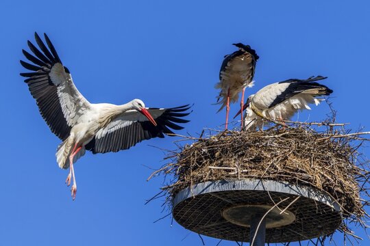 Stork flying to its nest where two other storks are under a blue sky, White Stork (Ciconia ciconia), wildlife, Germany