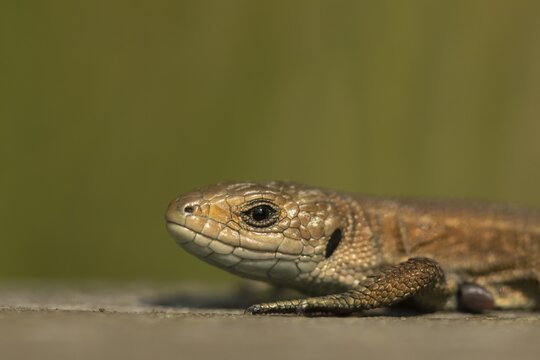 Common lizard (Zootoca vivipara) adult reptile basking on a wooden sleeper, England, United Kingdom