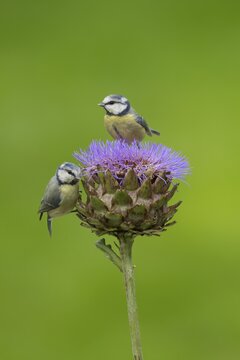Blue tit (Cyanistes Caeruleus) two adult garden birds on an artichoke thistle flower in summer, Norfolk, England, United Kingdom