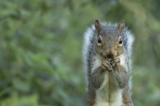 Grey squirrel (Sciurus carolinensis) adult animal feeding on a Hazel tree nut in the autumn, England, United Kingdom