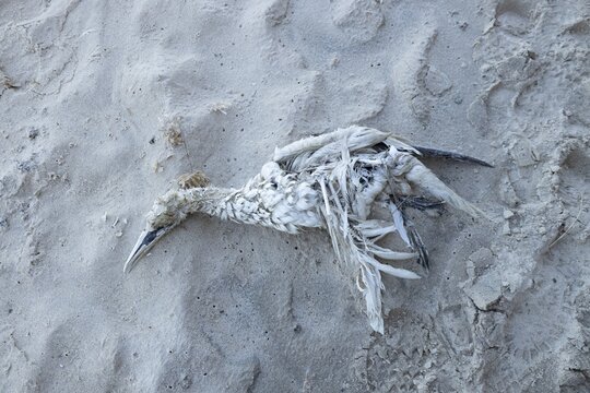 Northern gannet (Morus bassanus) adult seabird bird dead on a beach, Suffolk, England, United Kingdom