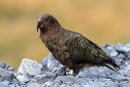 Kea (Nestor notabilis), South Island, New Zealand