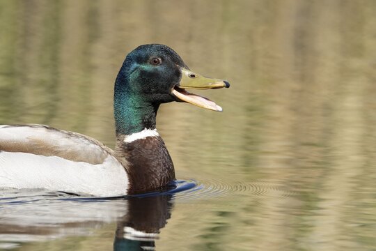 Mallard duck (Anas platyrhynchos) adult male bird quacking or calling on a lake in spring, England, United Kingdom