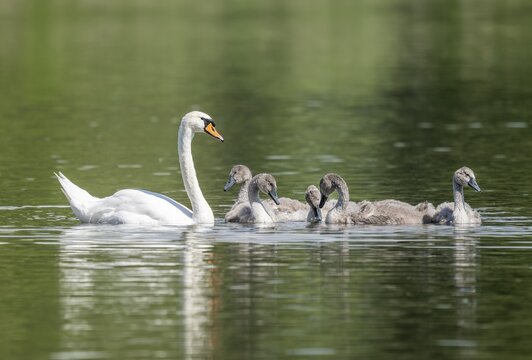 Mute swan (Cygnus olor), adult and young birds swimming on a pond, Thuringia, Germany