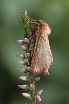 Drinker Moth, Snout Moth (Philudoria potatoria), Schwaz, Tirol, Austria