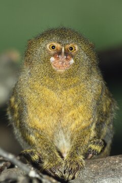 Pygmy marmoset, Callithrix pygmaea, Cebulla, rainforest, South America, captive