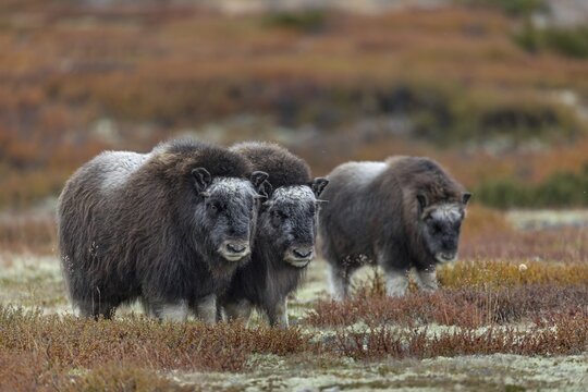 Musk ox calves (Ovibos moschatus) look like big balls of wool, baby animals, autumn, autumn landscape, Ruska, Tundra landscape, September, Norway