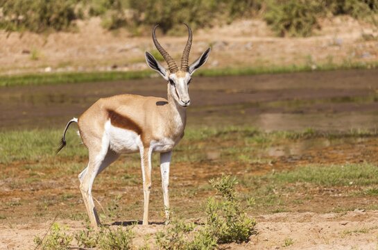 Springbok (Antidorcas marsupialis), Kaokoland, Namibia