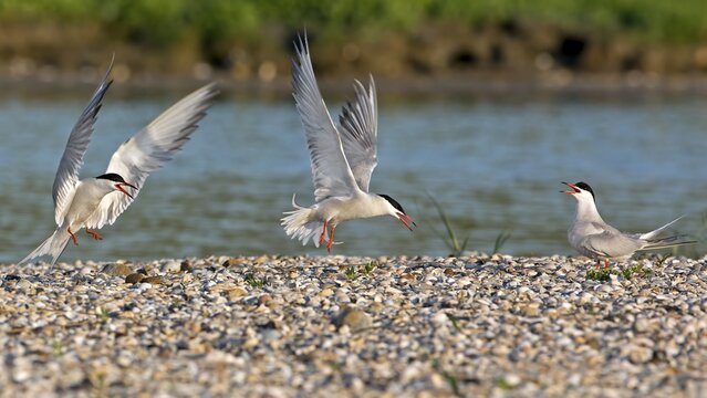 Common tern (Sterna hirundo) breeding colony at the North Sea, Texel, Netherlands