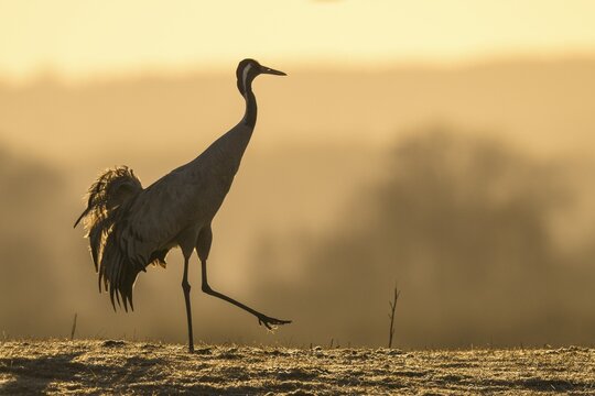 Silhouette, striding Common crane (grus grus), mating at sunrise, dance of the cranes, V&auml;sterg&ouml;tland, Sweden