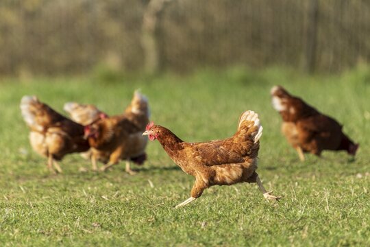 A group of brown hens moving across a green meadow, domestic fowl, Rhineland-Palatinate, Germany