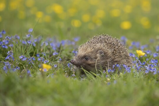 European hedgehog (Erinaceus europaeus) adult walking in a meadow with Spring flowers, Suffolk, England, United Kingdom