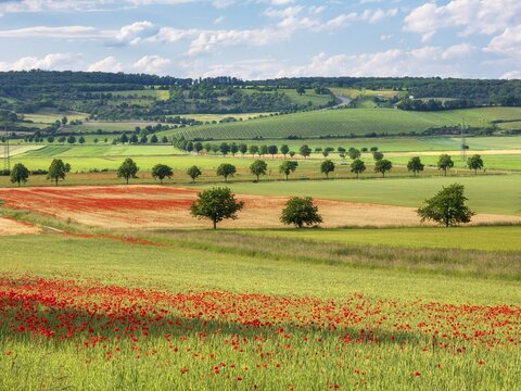 Typical landscape, fields with poppies, vineyards and tree avenues under a blue sky with clouds, Freyburg (Unstrut), Burgenlandkreis, Saxony-Anhalt, Germany