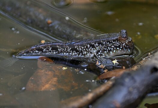 Atlantic mudskipper (Periophthalmus barbarus), Loango National Park, Parc National de Loango, Ogoou&eacute;-Maritime Province, Gabon