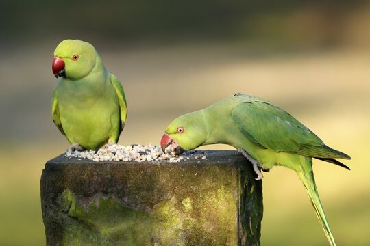 Two collared parakeets (Psittacula krameri) sitting at a feeding station, wildlife, Germany