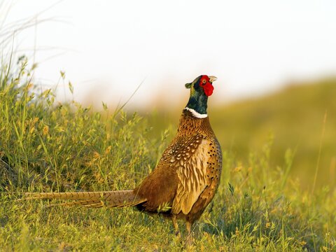 Pheasant (Phasianus colchicus) or hunting pheasant, male, Texel Island, Netherlands