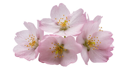 Fototapeta premium Delicate pink cherry blossoms with yellow stamens, isolated on transparent background
