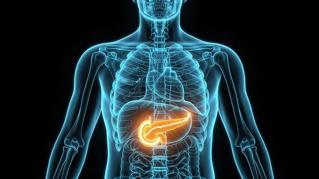 Human Pancreas Anatomy Visualization. 3D render of a glowing orange pancreas organ within a transparent blue human body outline on a black background, representing medical health or disease.