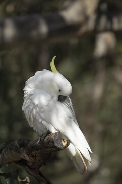 Sulphur-crested cockatoo (Cacatua galerita) adult bird preening itself in a tree, Kennett river, Victoria, Australia