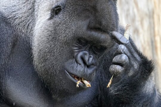 Western western gorilla (Gorilla gorilla) silverback, animal portrait, captive