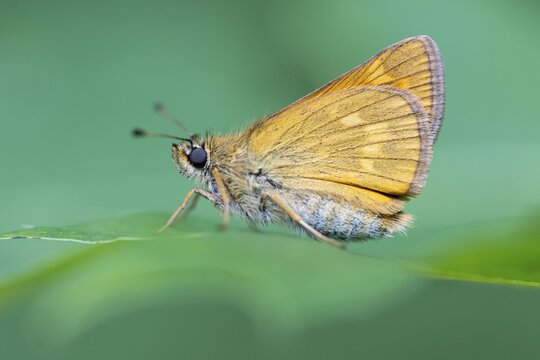 Large skipper (Ochlodes sylvanus), Ahlhorn, Lower Saxony, Netherlands