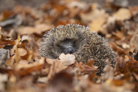 European hedgehog (Erinaceus europaeus) adult animal sleeping on fallen autumnal colour leaves in autumn, England, United Kingdom