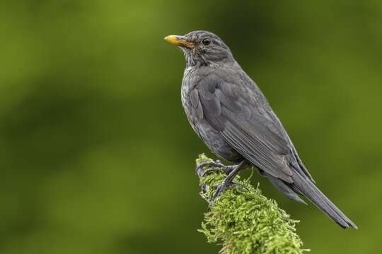 The female blackbird (Turdus merula) is still looking after the young birds that have already fledged, garden bird, June, Germany