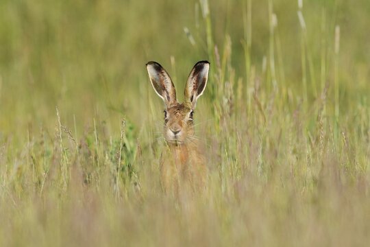 European hare (Lepus europaeus), North Rhine-Westphalia, Germany