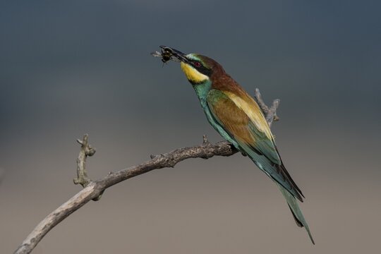 European bee-eater (Merops apiaster) with bee on branch, Reinland-Pfalz, Germany
