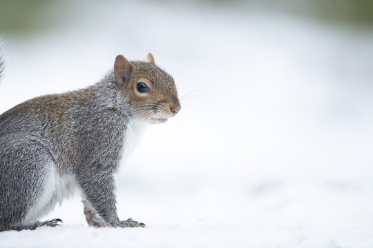 Grey squirrel (Sciurus carolinensis) adult animal in a snow covered garden in winter, England, United Kingdom