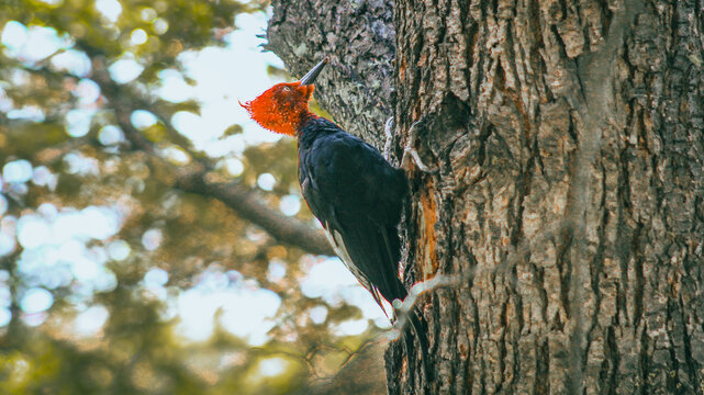 P&aacute;jaro carpintero em el Chalt&eacute;n, na Patag&ocirc;nia argentina 
