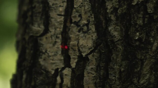 Red laser gun pointer on a tree bark. Soldier aiming